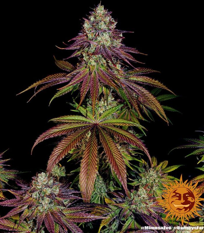 Mimosa Evo Feminizada - Barney's Farm