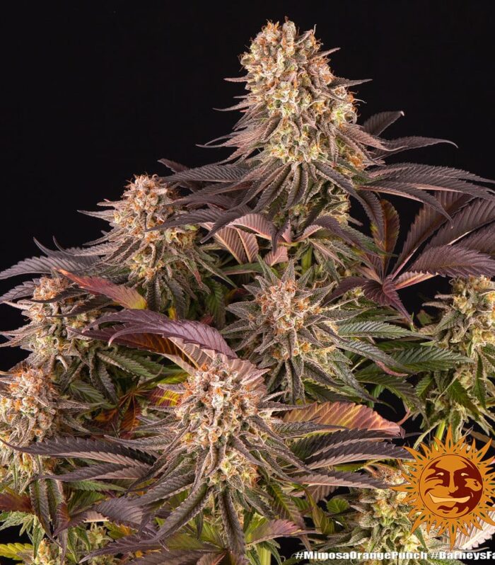 Mimosa x Orange Punch - Barney’s Farm