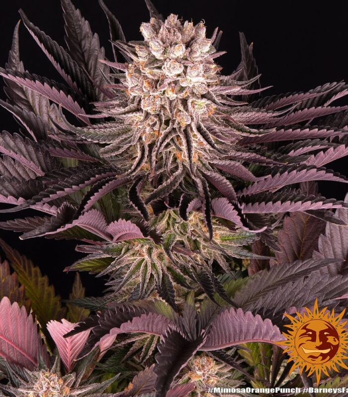 Mimosa x Orange Punch by Barneys Farm - 5 Seeds