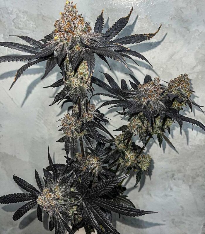 Miracle Fruit - Symbiotic Genetics