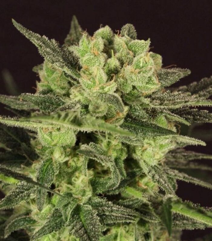 MK-Ultra Kush Auto Feminized by T.H.Seeds