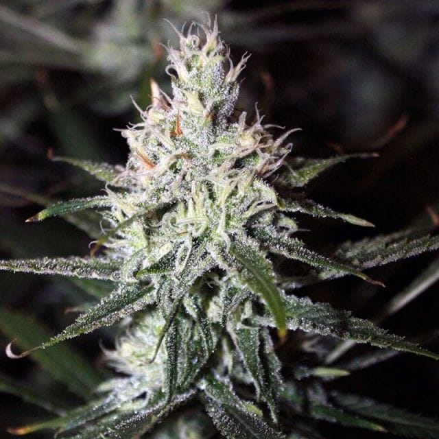 Moonshine Haze Regular by Rare Dankness