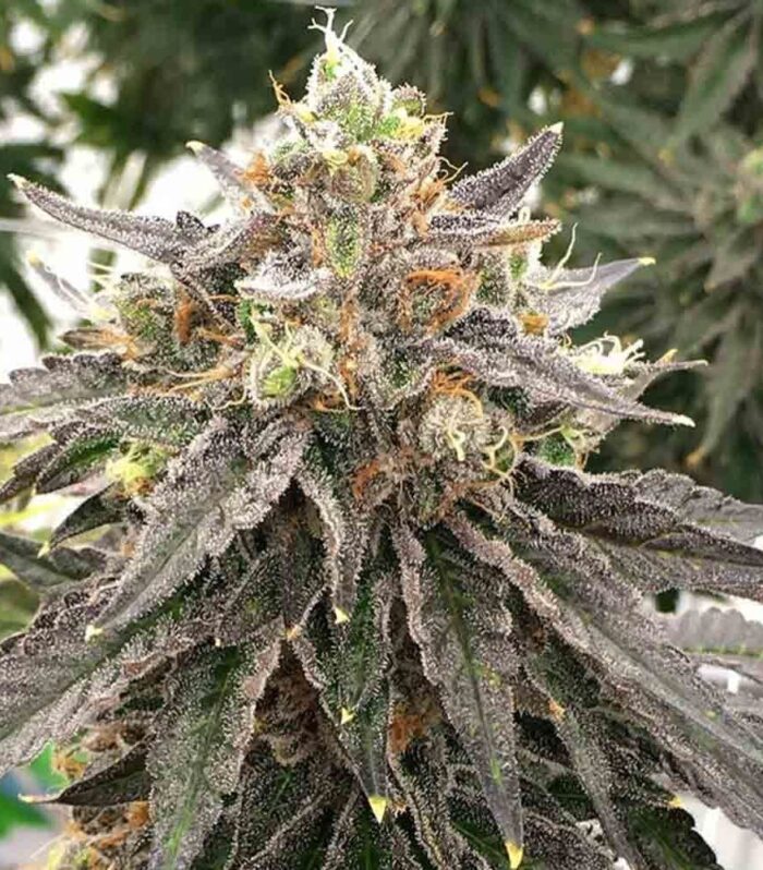 Mouse Trap Regular by Rare Dankness