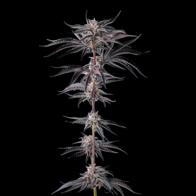 Nakamarra   - Compound Genetics
