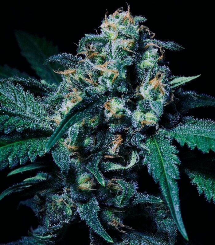 Negra 44 -  R-Kiem