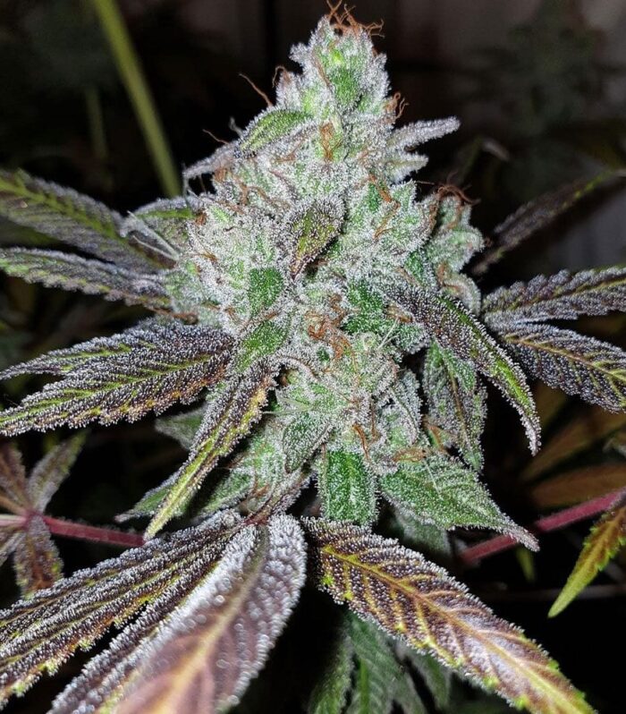 Now N Frutti Female by Karma Genetics