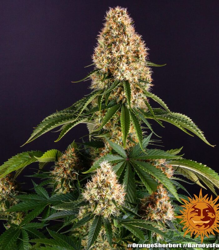 Orange Sherbert Feminizada - Barney's Farm