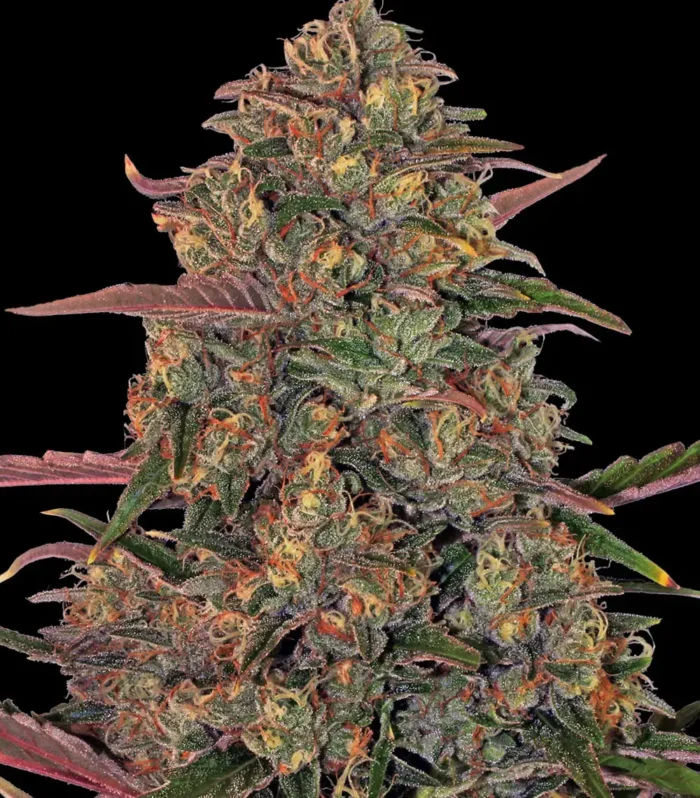 Pineapple Chunk Feminizada - Barney's Farm