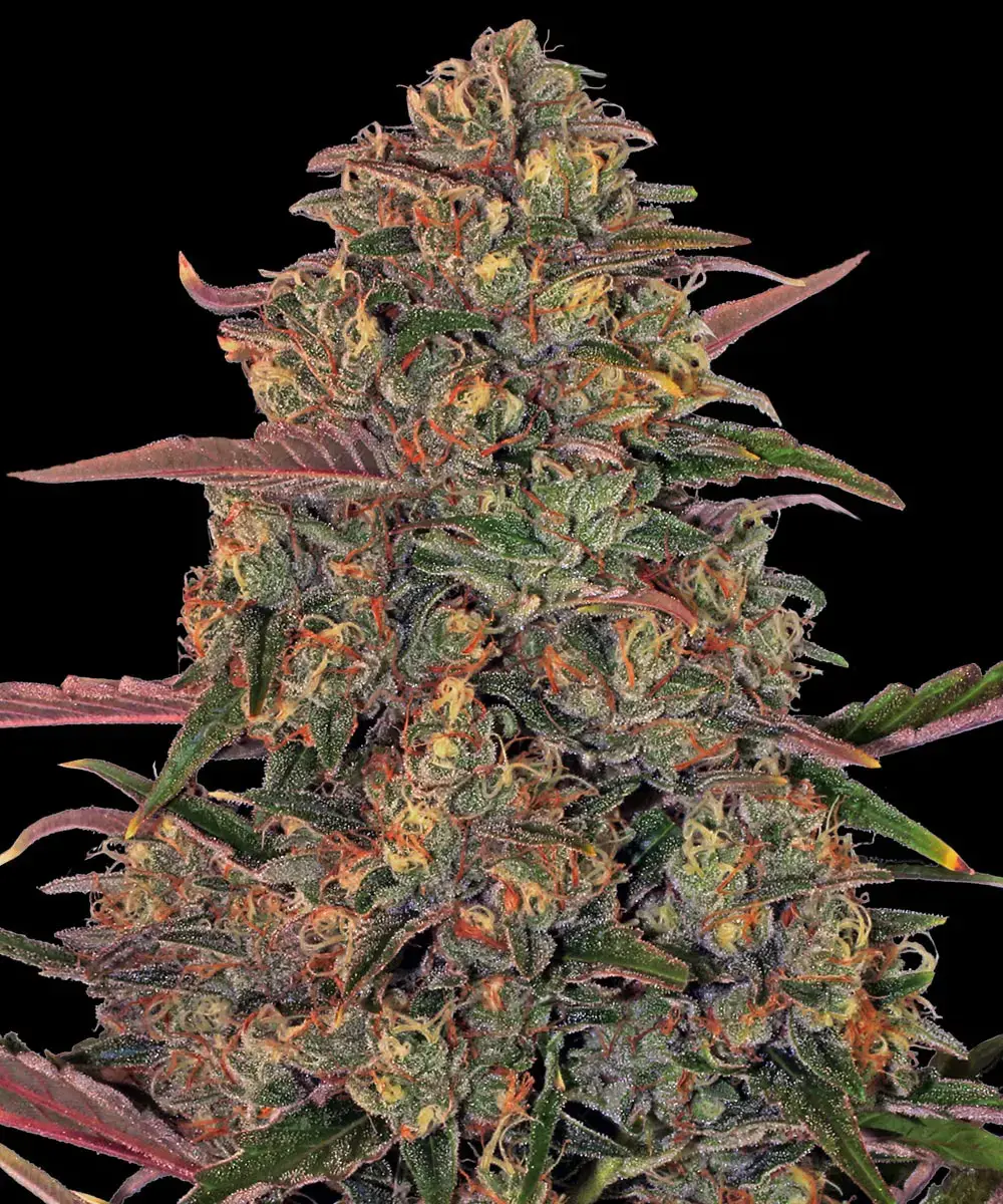 Pineapple Chunk Feminizada - Barney's Farm