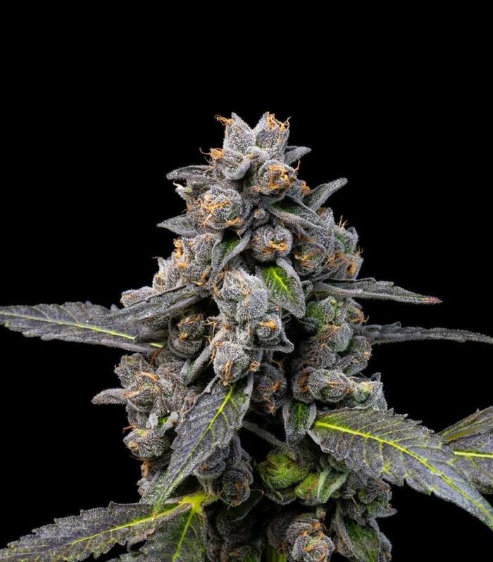 Pink Passion Fruit Feminizada (3) - Cookies Seed Bank