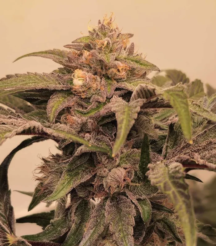 Pink Zowahh - KARMA GENETICS