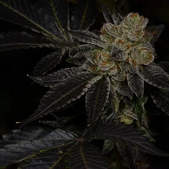 Bio Hazard - Archive Seed Bank