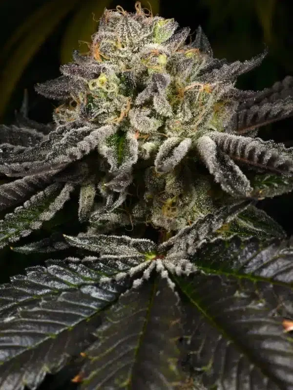 Purp Skurp - Archive Seed Bank