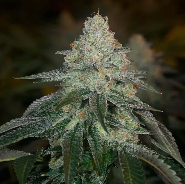 Hazmat - Archive Seed Bank