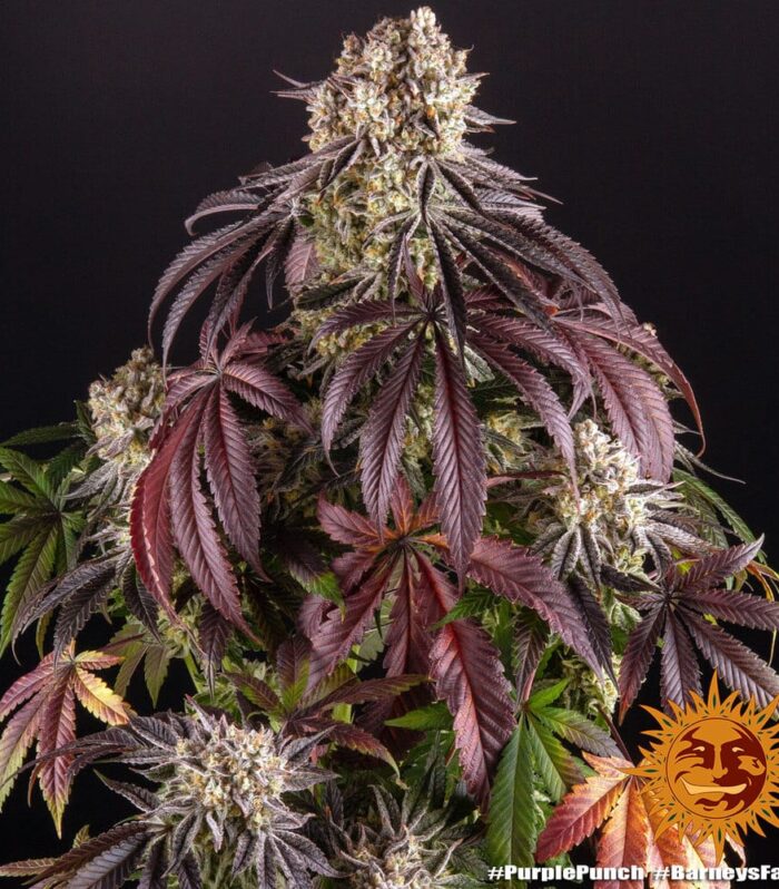 Purple Punch by Barneys Farm - 5 Seeds