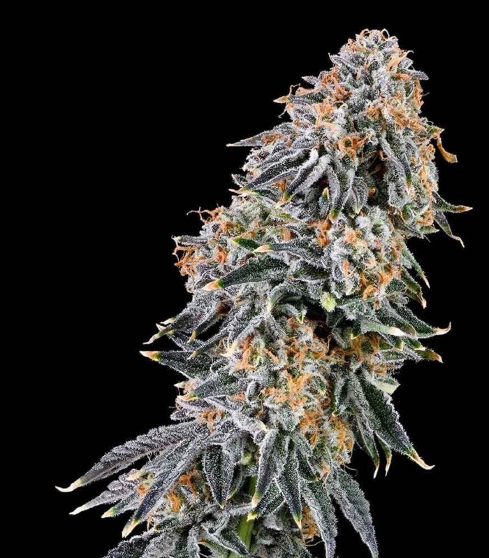 Rainbow Fuel - Grounded Genetics