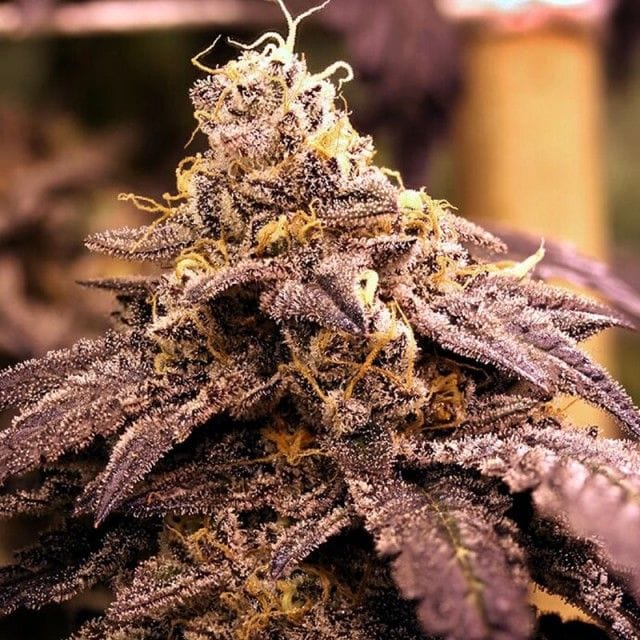 Rare Darkness Regular by Rare Dankness