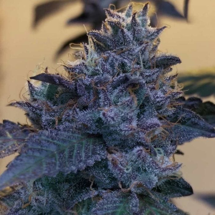 Raspberry Z Feminizada - Grounded Genetics