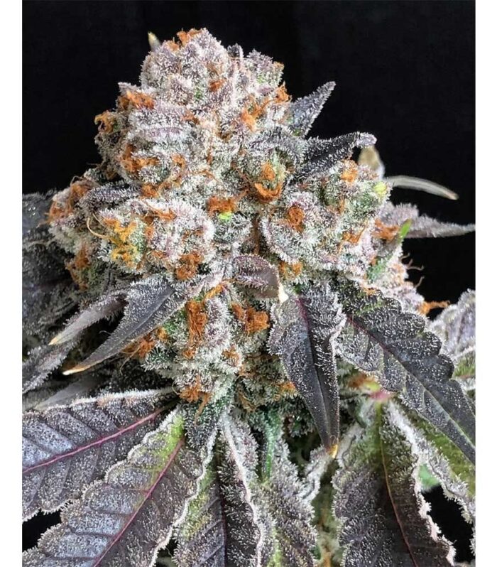 Rated R - Symbiotic Genetics