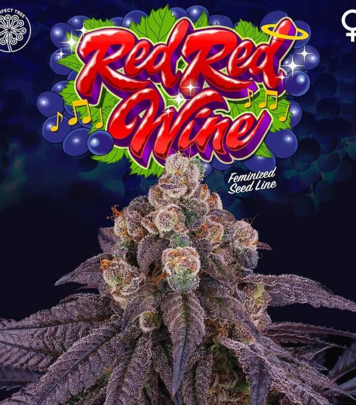 Red Red Wine Feminizada - Perfect Tree