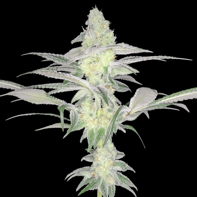 Rootbeer Breeze - Arcana Collective