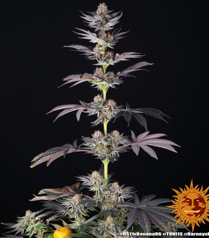 RS11 Strain x Banana OG - Barney’s Farm