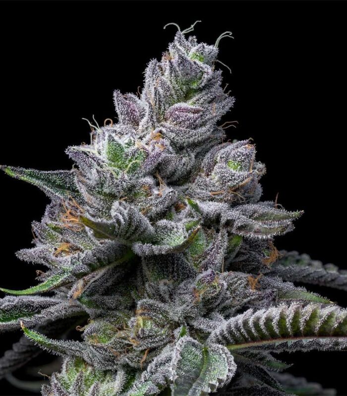 RS11 x Hollywood Feminizada - Cookies Seed Bank