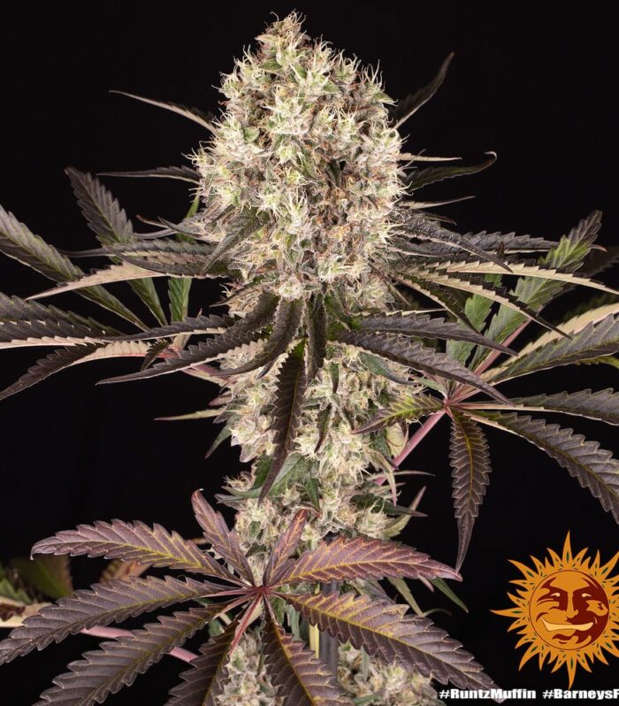 Runtz Muffin by Barneys Farm