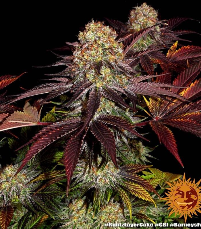 Runtz x Layer Cake Feminizada - Barney's Farm
