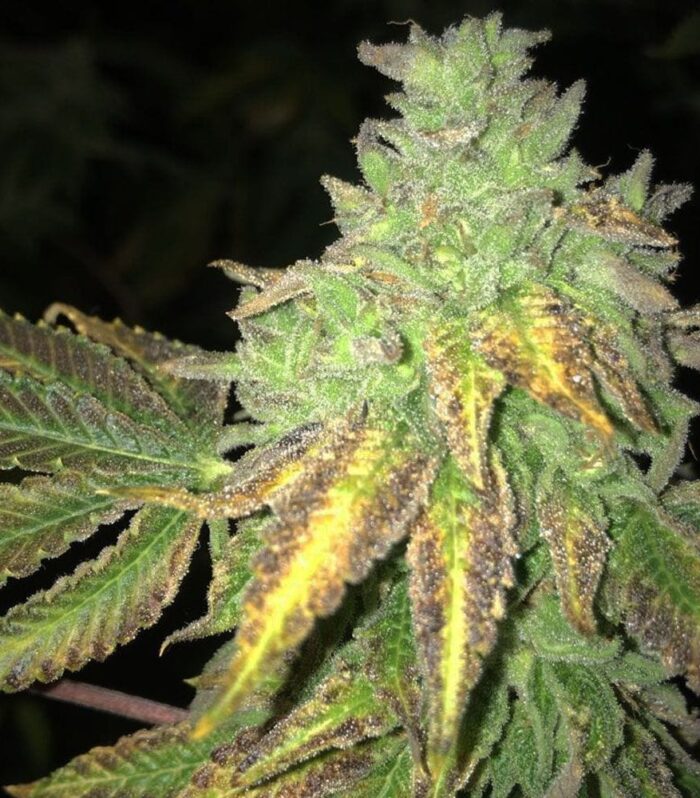 Shiloh Z Female by Massive Creations x T.H.Seeds