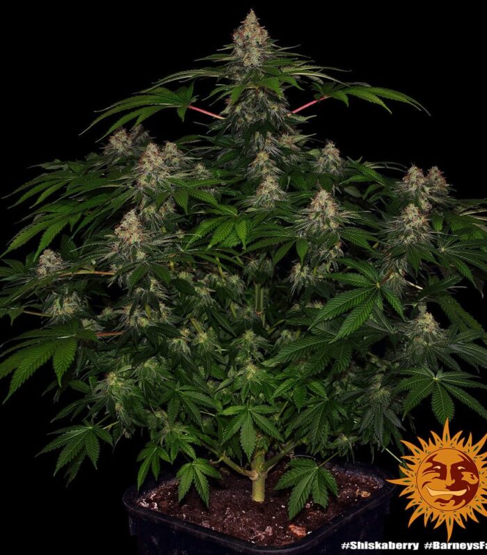 Shiskaberry Feminizada - Barney's Farm