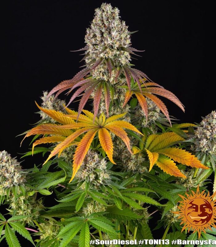 Sour Diesel Feminizada - Barney's Farm