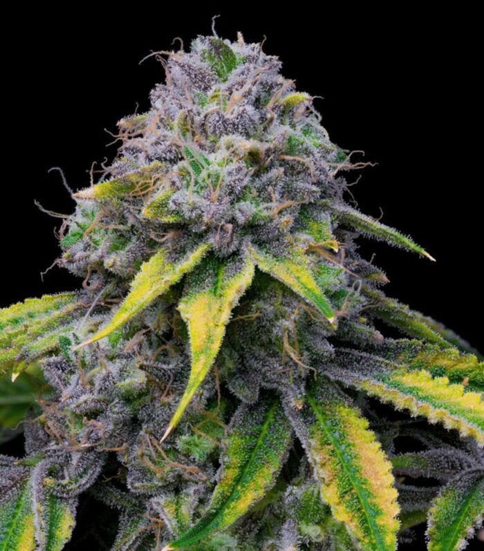 Sour Dubb x Hollywood Feminizada - Cookies Seed Bank