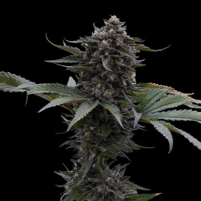 Sour Wolf - Ziplock Seeds