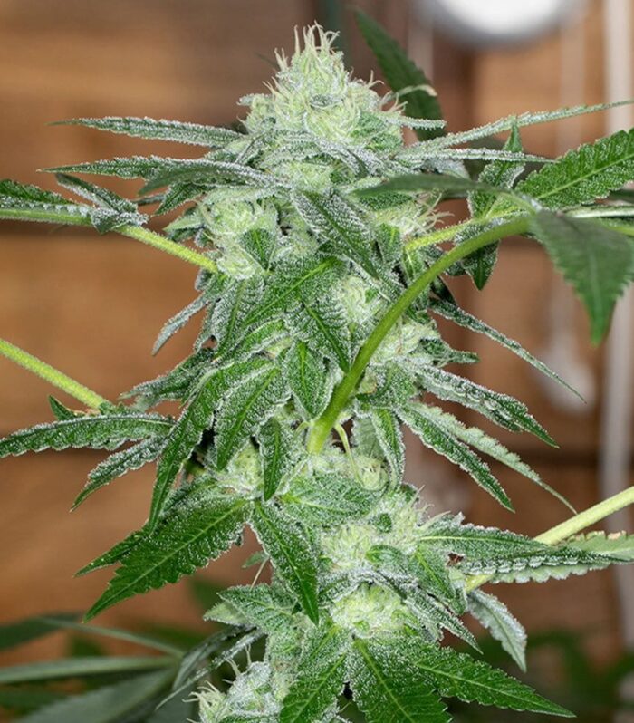 Sherb Tini Regular by Karma Genetics