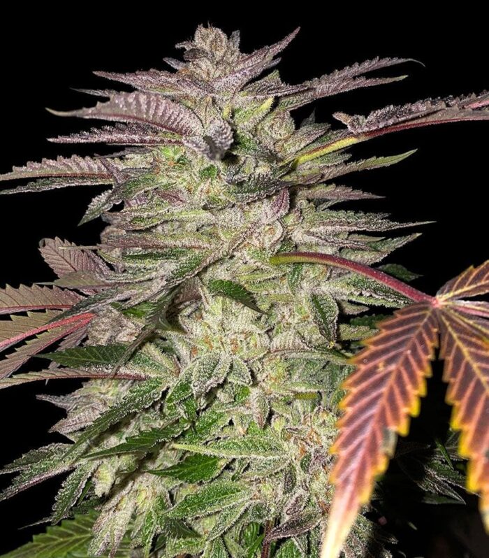 Gelato Cake Female by T.H.Seeds