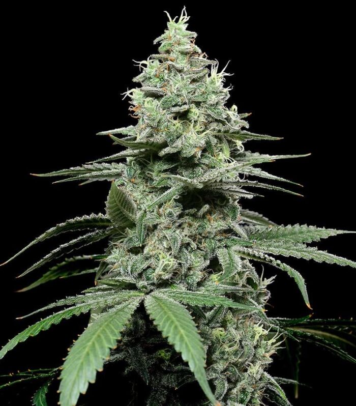 SunSet Pie Feminizada - Cookies Seed Bank