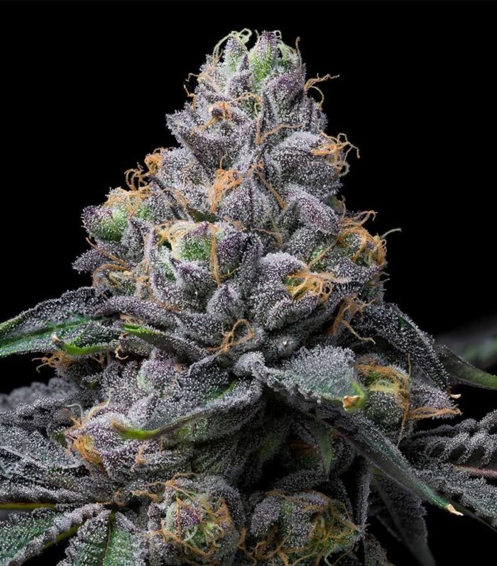 Sunset Sherb x Hollywood Feminizada - Cookies Seed Bank