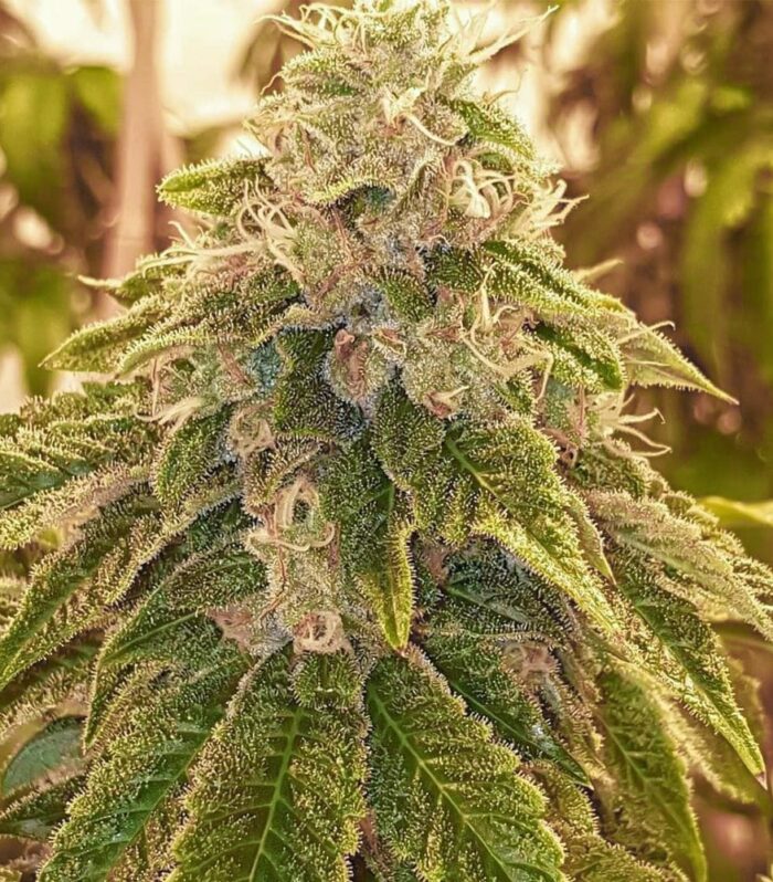 Sweets Regular by Karma Genetics