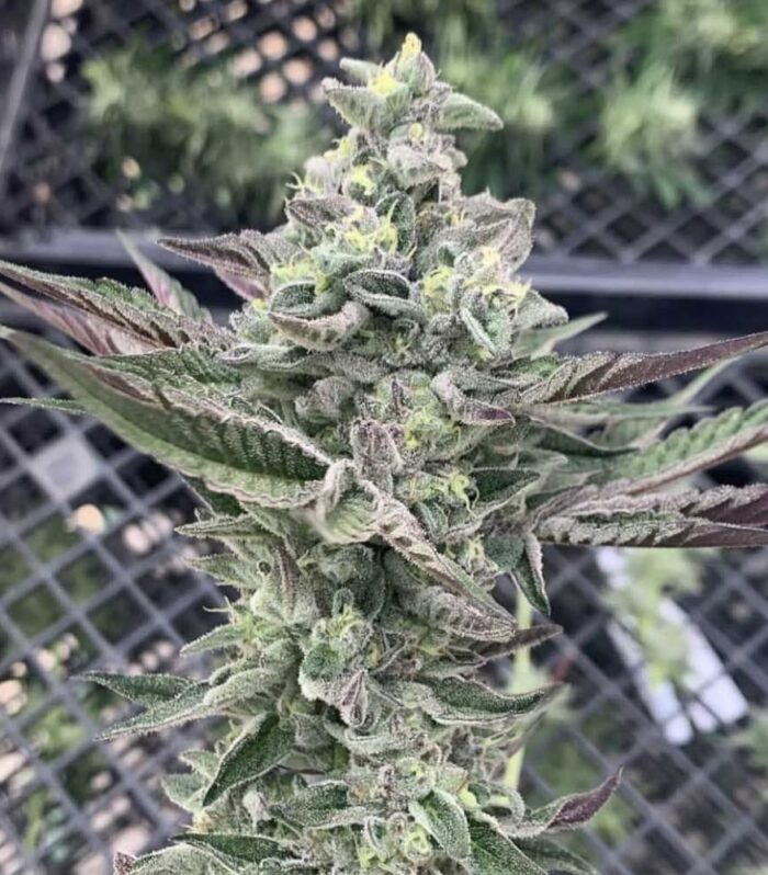 Ginger Mints  - Symbiotic Genetics
