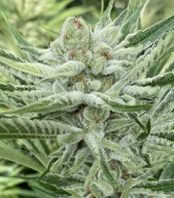 Nam Wah - Symbiotic Genetics