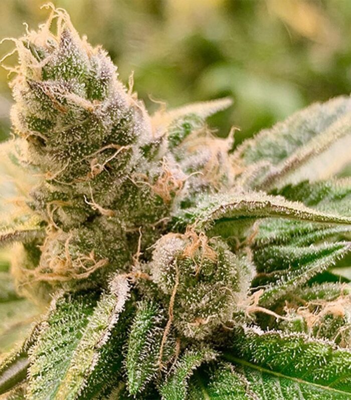 Tangerine Somali Regular by Rare Danknesss