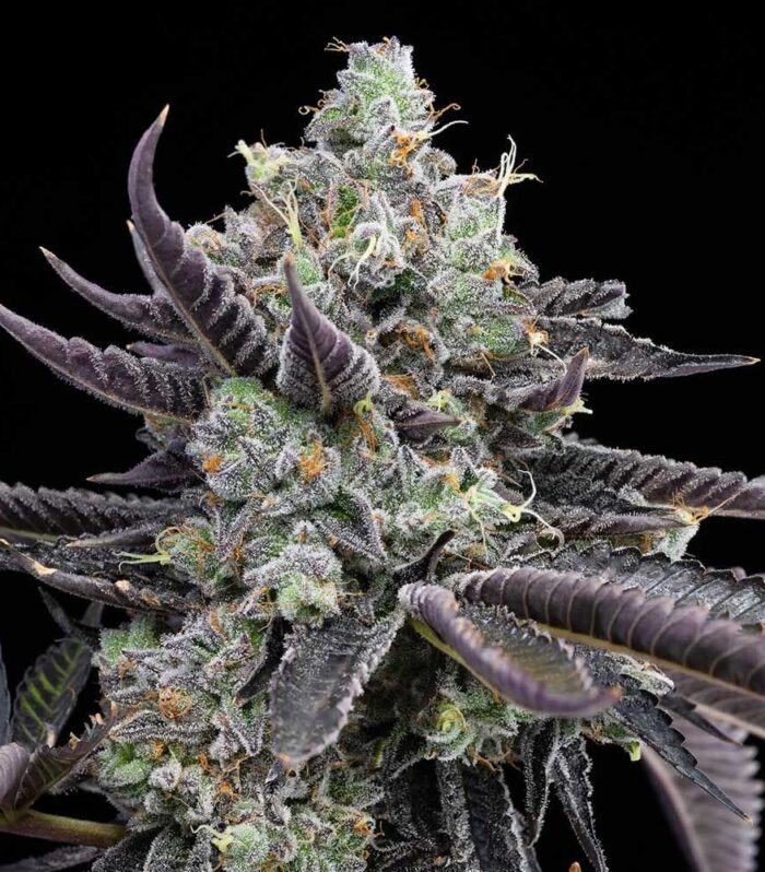 Tie Die Feminizada (3)- Cookies Seed Bank