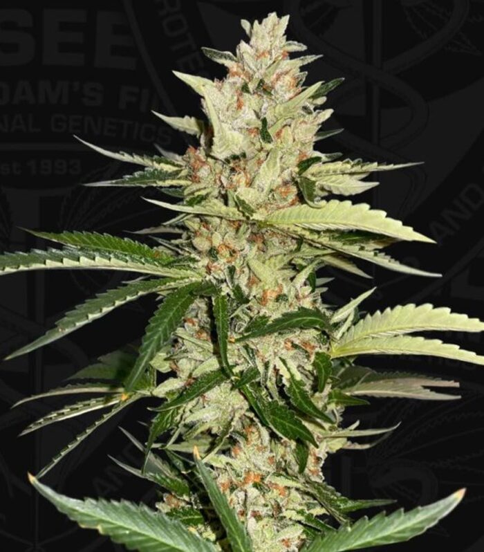 Banana Candy Krush Feminized Cannabis Seeds by T.H Seeds