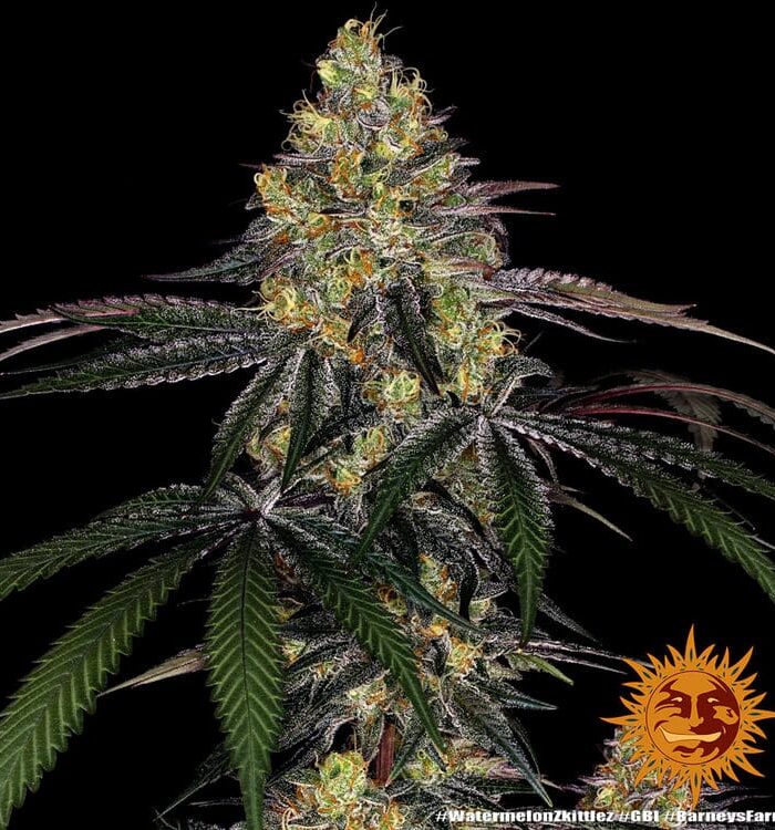 Watermelon Z Feminizada - Barney's Farm