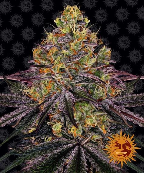 Watermelon Zkittlez by Barneys Farm - 5 Seeds