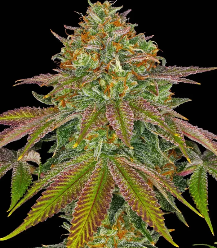 Wedding Cake Feminizada - Barney's Farm