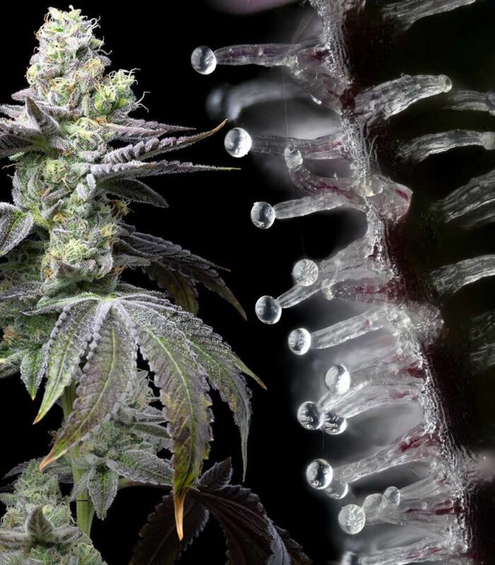 Wet Wet Feminizada - Cookies Seed Bank