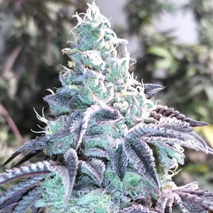 Z Pointer Feminizada - Grounded Genetics