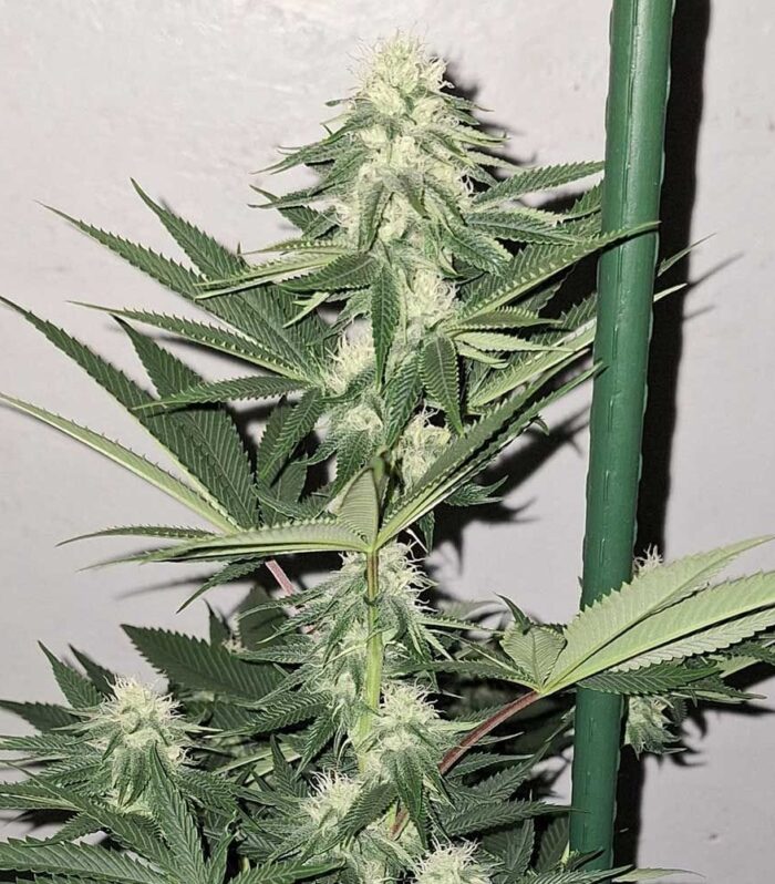 Zi Fritter - Karma Genetics